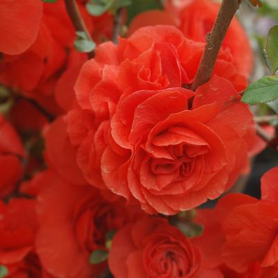 Chaenomeles speciosa Double Take® Orange