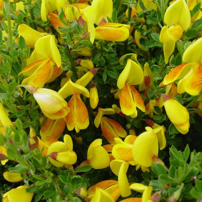 Cytisus Madame Butterfly