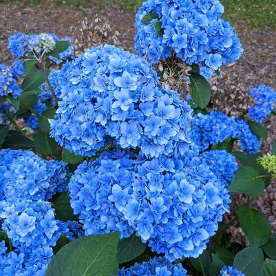 Hydrangea mac. Double Down®