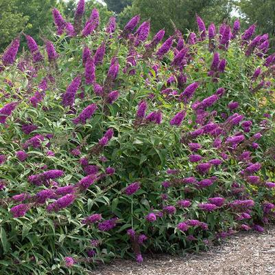 Buddleia RoyalRazz®