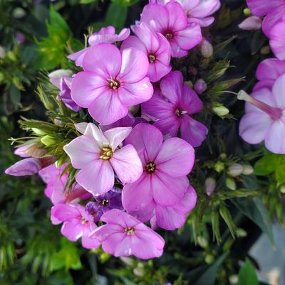 Phlox Volcano Plum with White Eye