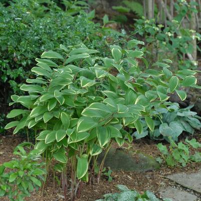 Polygonatum odoratum 'Variegatum'