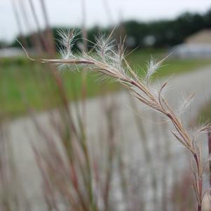 Schizachyrium scoparium 