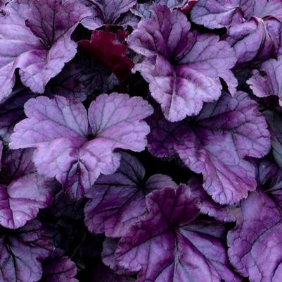 Heuchera hybrid Dolce® Dolce® 'Wildberry'