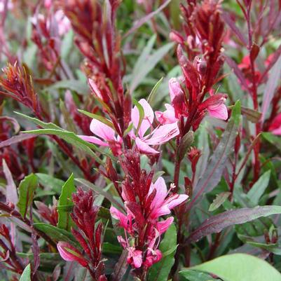 Gaura lindheimeri Passionate Blush™