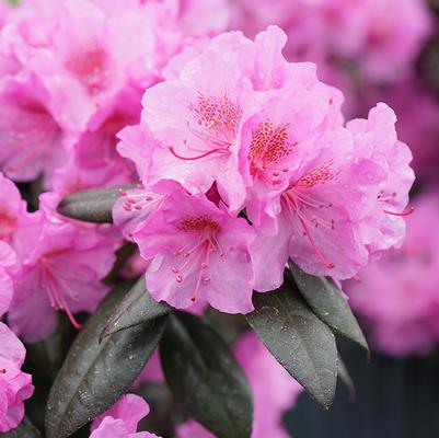 Rhododendron x Black Hat®