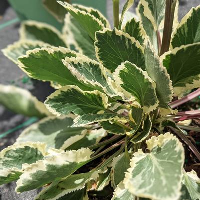 Eryngium planum 'Jade Frost'