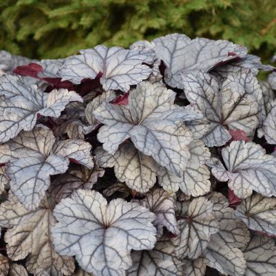 Heuchera Dolce® 'Frosted Berry'