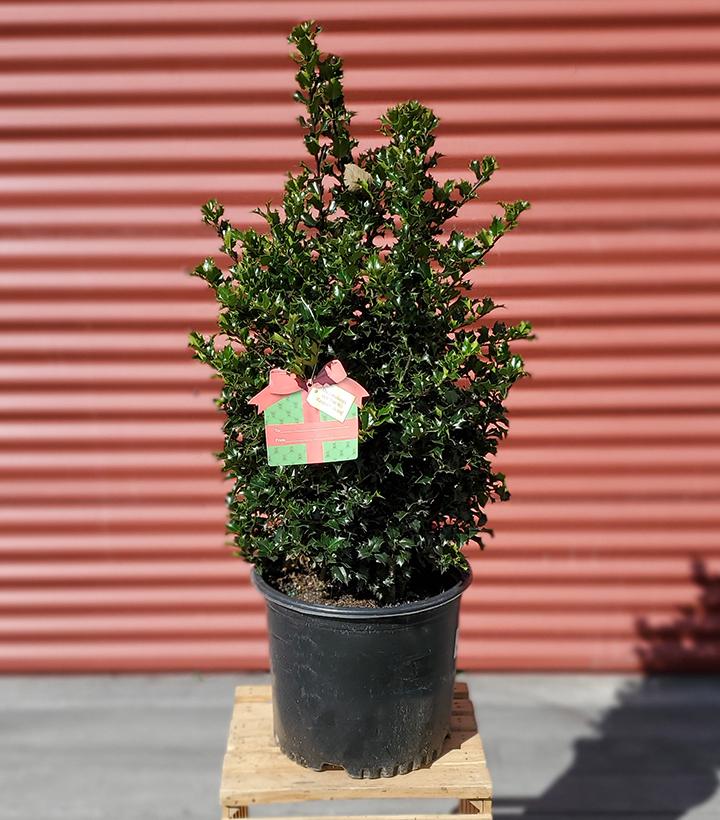 Ilex X Red Beauty™ ('Rutzan') #3