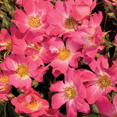 Rosa Pink Drift®