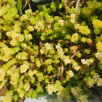 Sedum acre Aureum