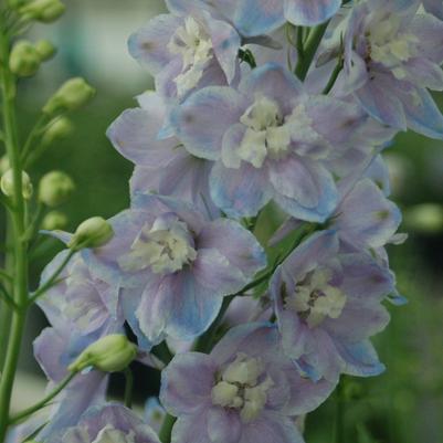 Delphinium Guardian Lavender