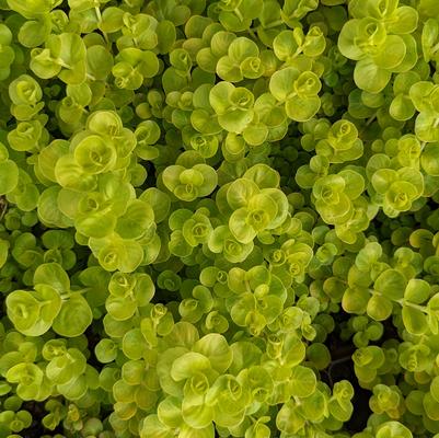 Lysimachia nummularia Aurea