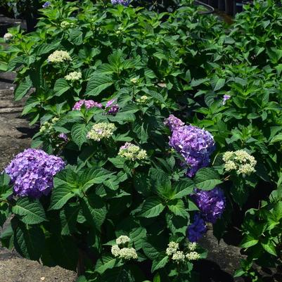 Hydrangea mac. Rock 'n Roll™