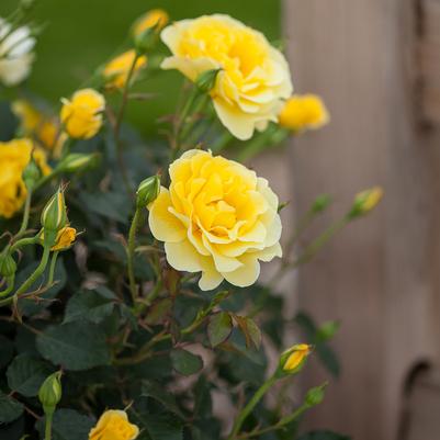 Rosa Easy Elegance® Yellow Submarine