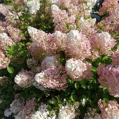 Hydrangea pan. Strawberry Sundae®