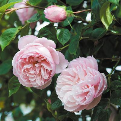 Rosa The Generous Gardener®