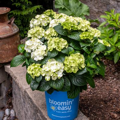 Hydrangea mac. Grin and Tonic™