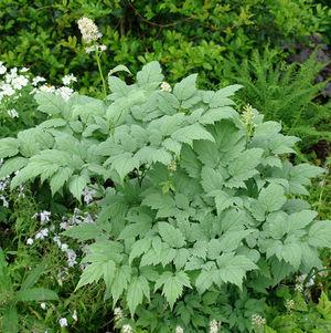 Actaea pachypoda 'Misty Blue'