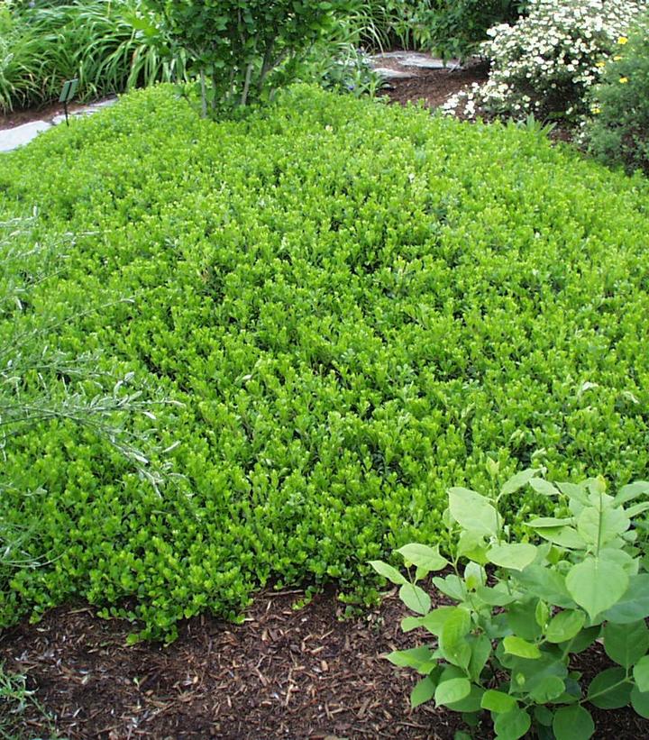 Arctostaphylos uva-ursi Arctostaphylos uva-ursi