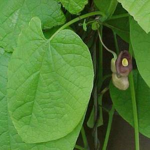 Aristolochia macrophylla Aristolochia macrophylla