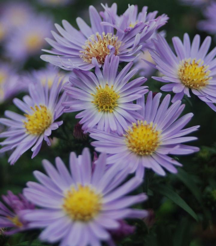 Aster Woods Blue Aster Woods Blue