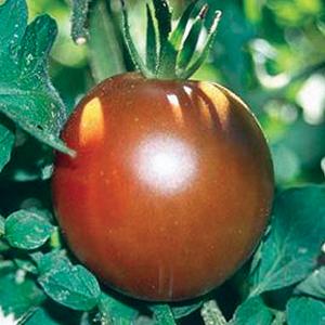 Tomato Black Prince Tomato Black Prince