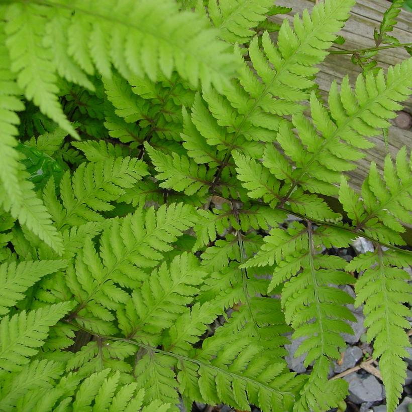 Athyrium X Branford Rambler Athyrium X Branford Rambler