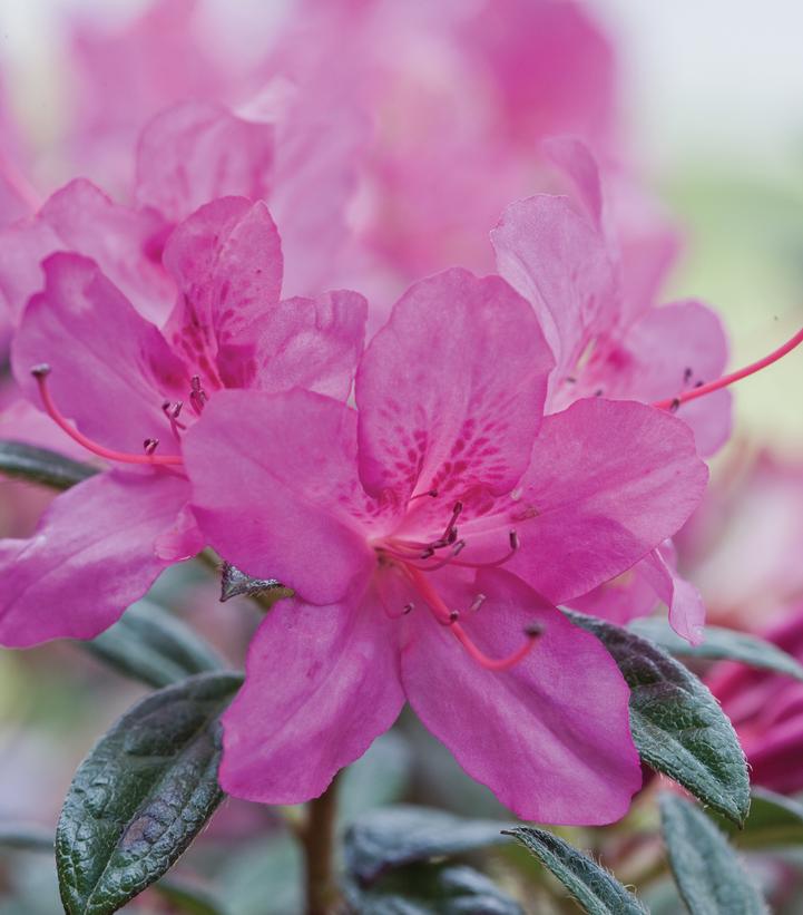 Azalea Encore® Autumn Amethyst™ Azalea Encore® Autumn Amethyst™