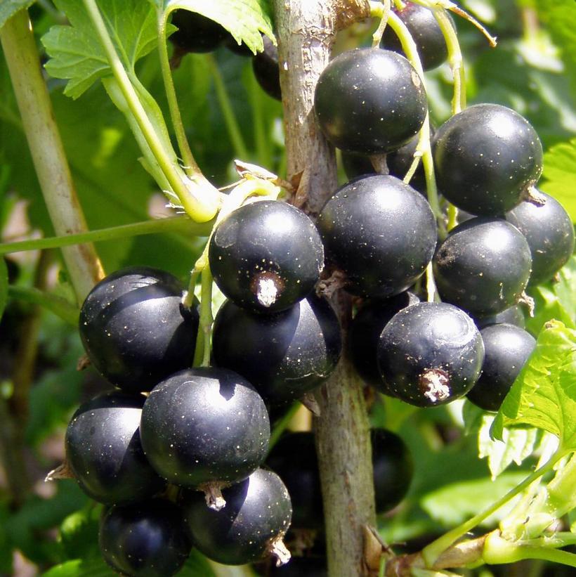 Ribes spp. Ribes spp.