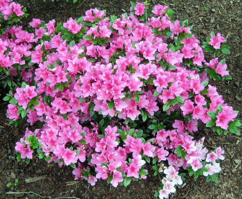 Azalea hybrid x Kaempo Azalea hybrid x Kaempo