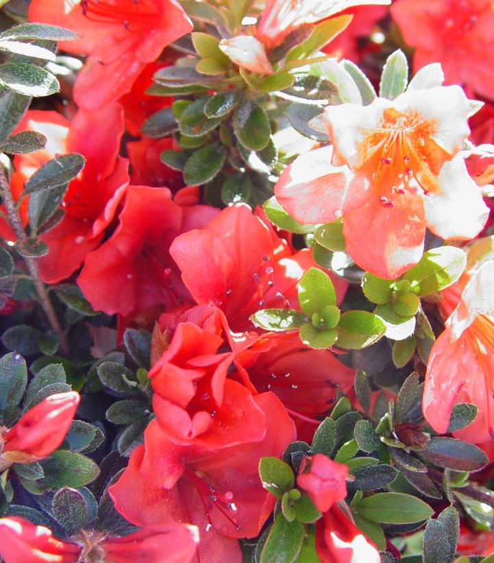 Azalea Joseph Hill Azalea Joseph Hill