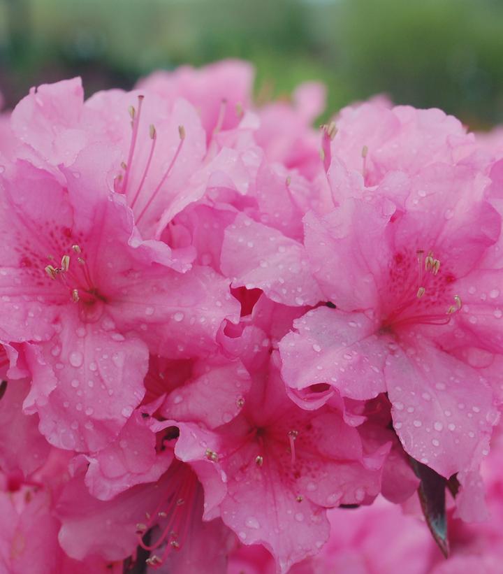 Azalea poukanensis Pink Discovery Azalea poukanensis Pink Discovery