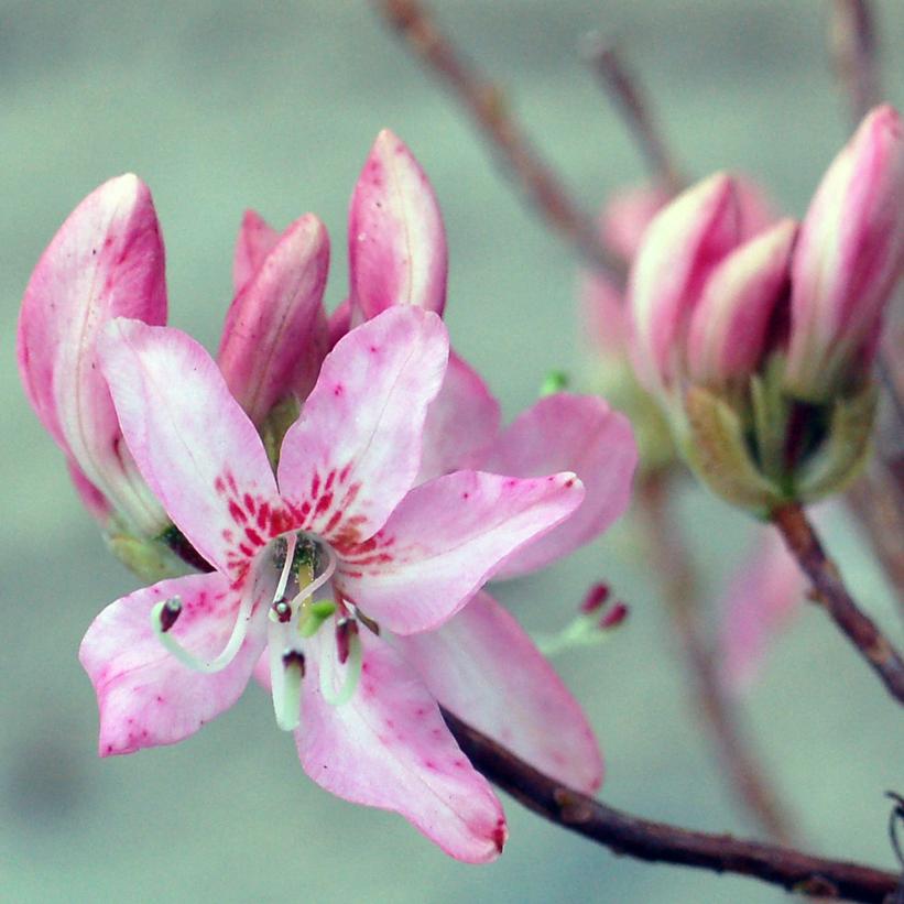 Azalea vaseyi Azalea vaseyi