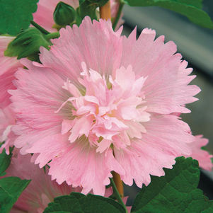 Alcea rosea annua Spring Celebrities… Alcea rosea annua Spring Celebrities…