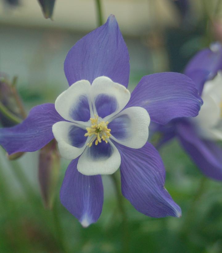 Aquilegia Winky Blue and White Aquilegia Winky Blue and White