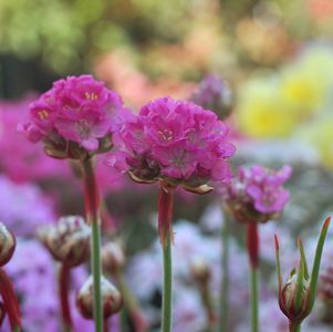 Armeria maritima Splendens Armeria maritima Splendens