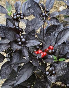 Pepper Black Pearl Pepper Black Pearl
