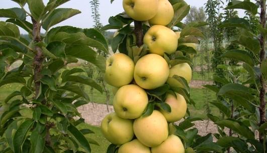 Malus Urban Golden Treat™ Malus Urban Golden Treat™