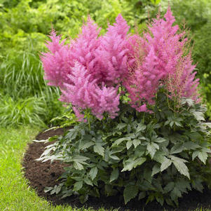 Astilbe x hybrida Boogie Woogie Astilbe x hybrida Boogie Woogie