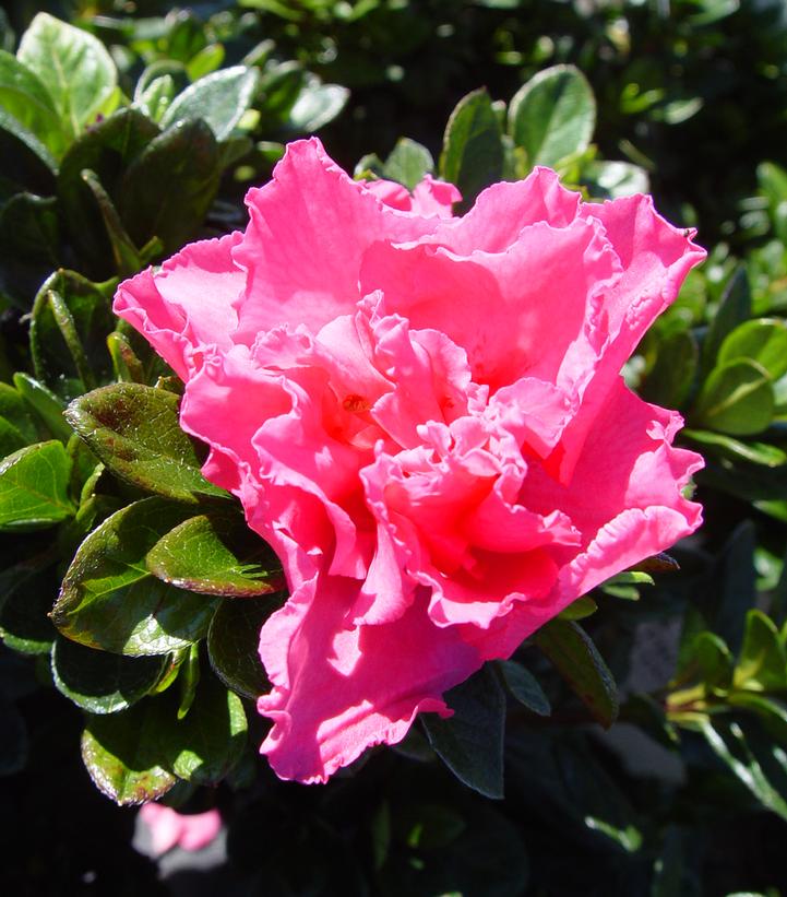 Azalea x Bloom-A-Thon® Pink Azalea x Bloom-A-Thon® Pink