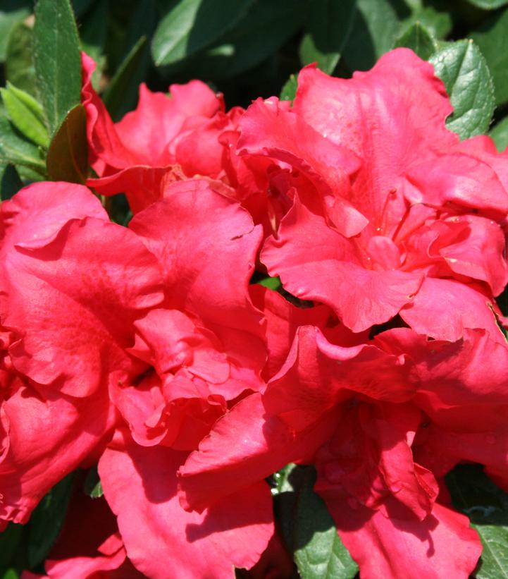 Azalea x Bloom-A-Thon® Red Azalea x Bloom-A-Thon® Red