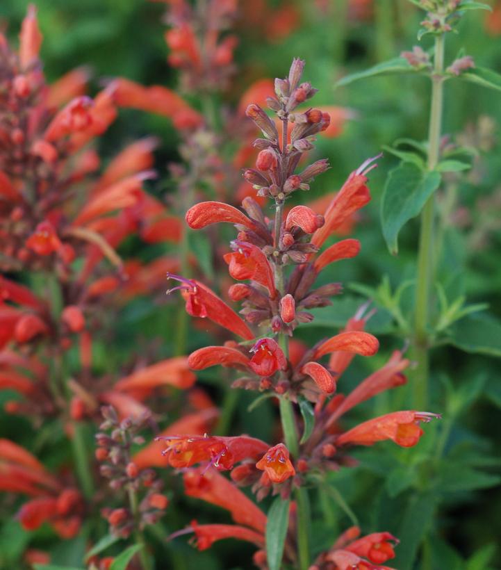 Agastache X Orange Nectar™ Agastache X Orange Nectar™