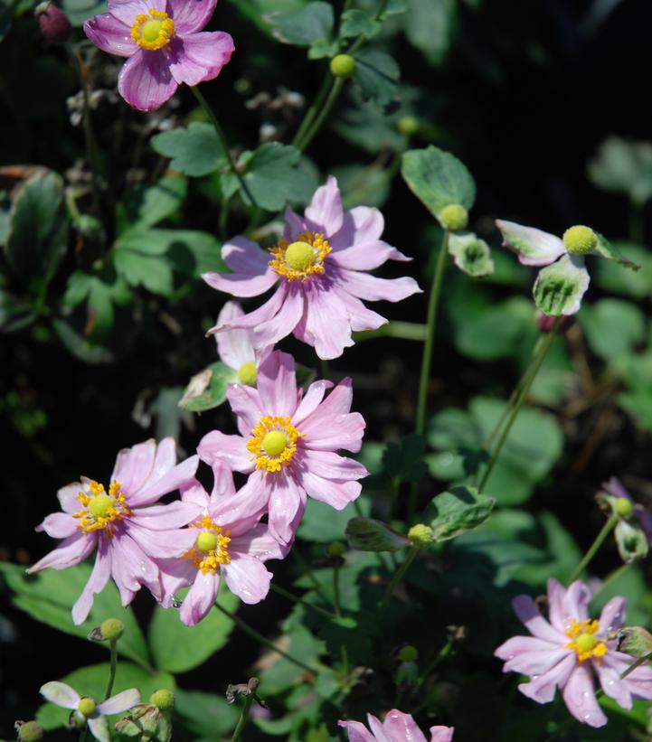 Anemone hupehensis Pretty Lady Emily Anemone hupehensis Pretty Lady Emily