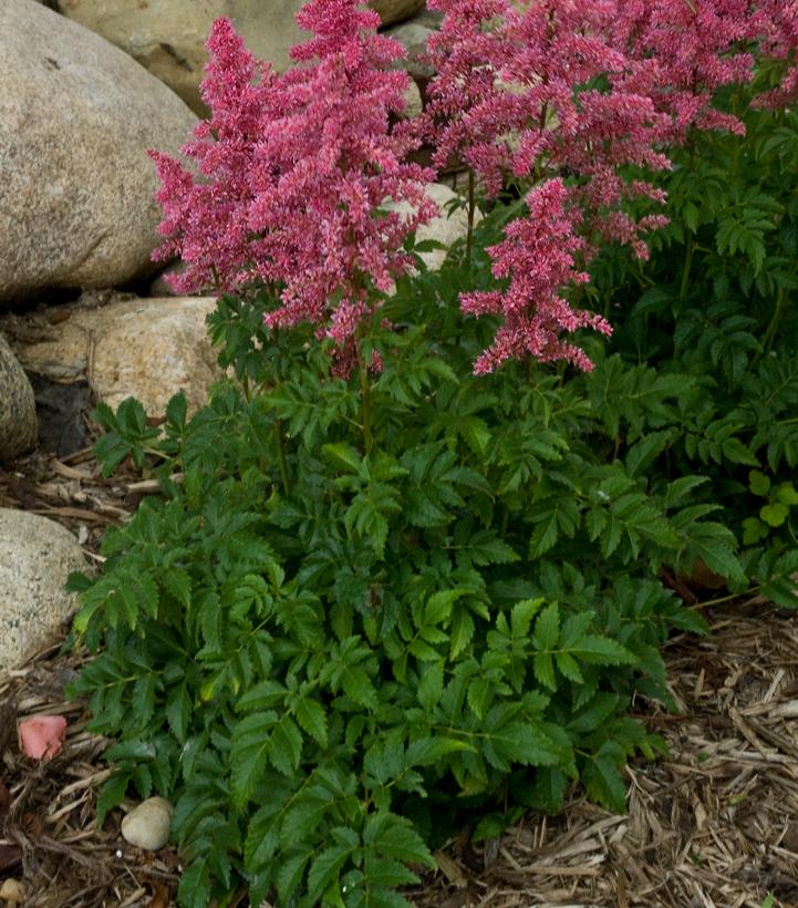 Astilbe Younique Carmine Astilbe Younique Carmine