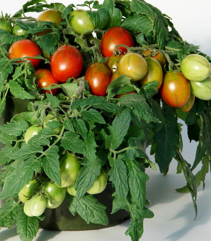 Tomato Tumbling Tiger Tomato Tumbling Tiger