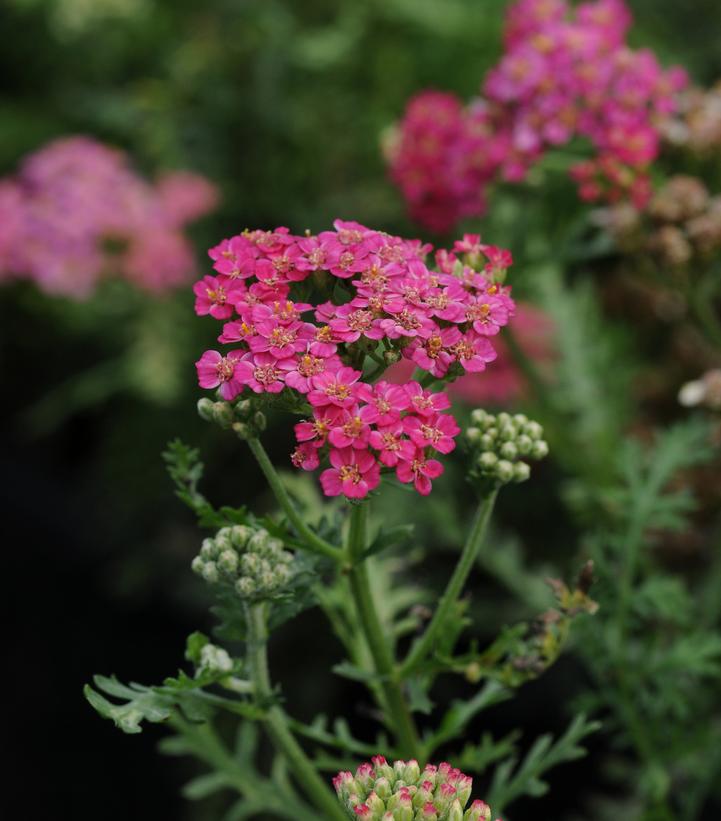 Achillea millefolium New Vintage Rose Achillea millefolium New Vintage Rose