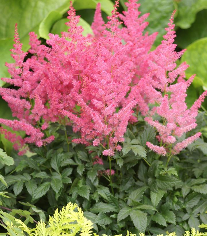 Astilbe arendsii Jump & Jive Astilbe arendsii Jump & Jive