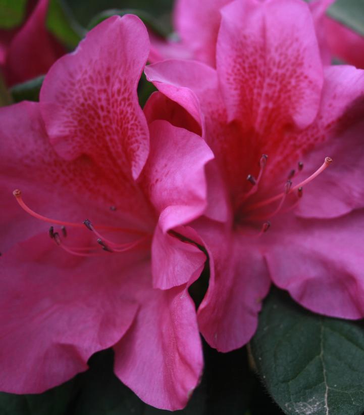 Azalea x Bloom-A-Thon® Lavender Azalea x Bloom-A-Thon® Lavender