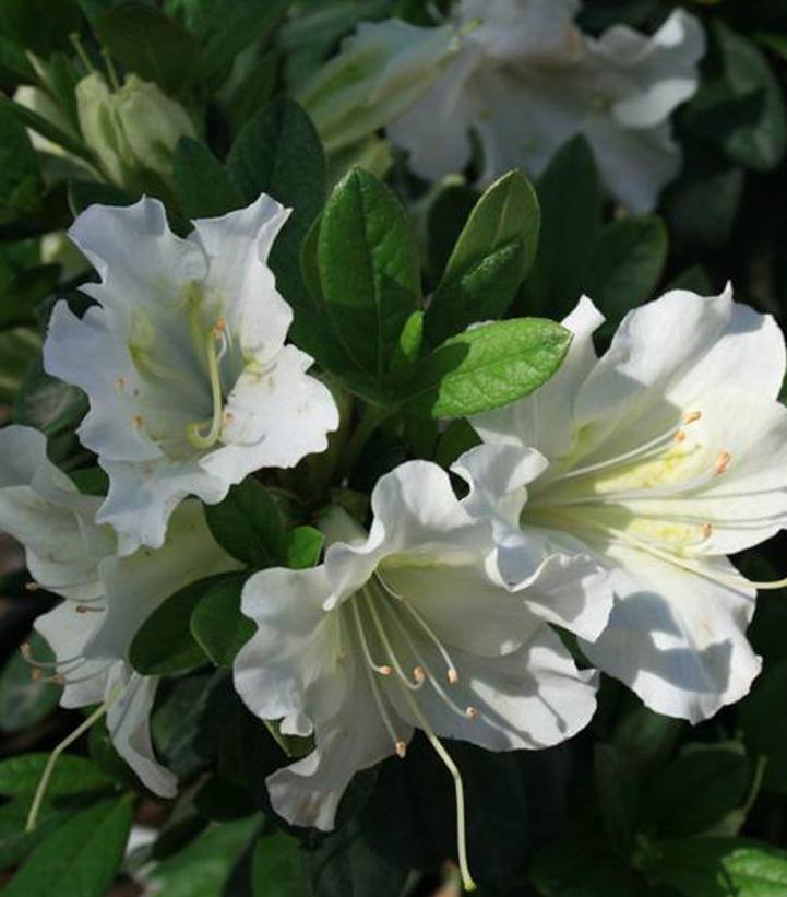 Azalea x Bloom-A-Thon® White Azalea x Bloom-A-Thon® White